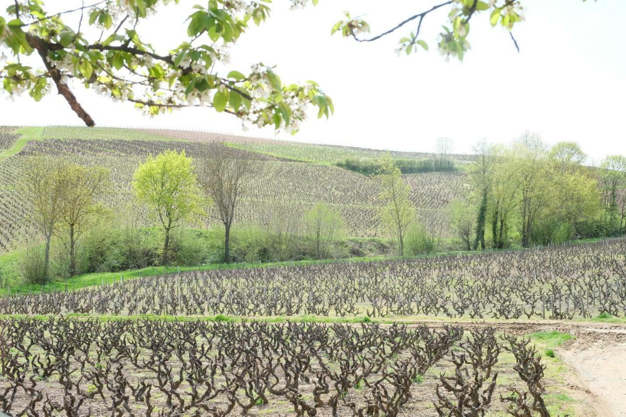 La Maison des Vignes - petits déjeuners continental Charentay Exterior foto